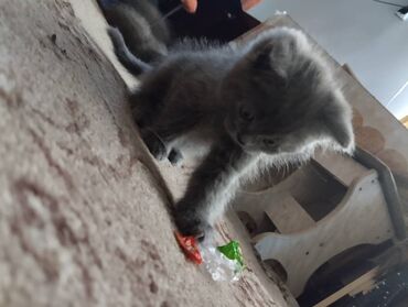 продажа щенков немецкой овчарки: Британская короткошёрстная, 2 месяца, Мальчик, Голубой, Приучена к лотку, Проглистована