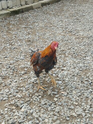 Xoruzlar: Aseel tipli uzunayaqlı cücərti/ceylək xoruz - Uzun və güclü sarı — 8