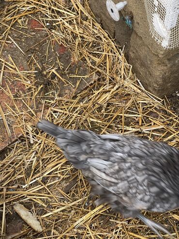 kend toyuqlari satisi: Toyuq, Australorp, Damazlıq, Ünvandan götürmə