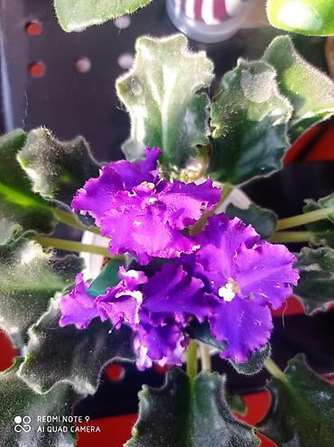 Фиалки и глоксинии: Продаю фиалки -подростки — 7