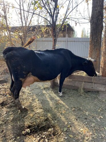 сколько стоит собака породы доберман: Продаю | Корова (самка) | Для молока