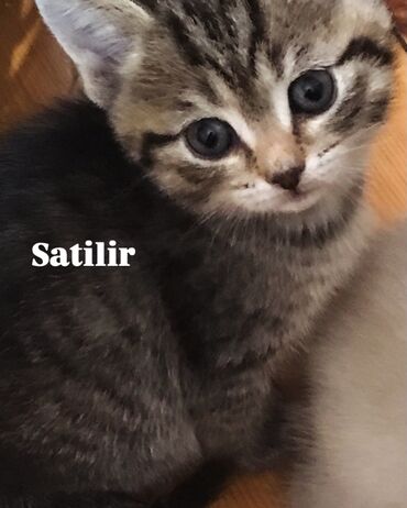 Pişiklər: Şotland, Erkək, Dişi, Ünvandan götürmə