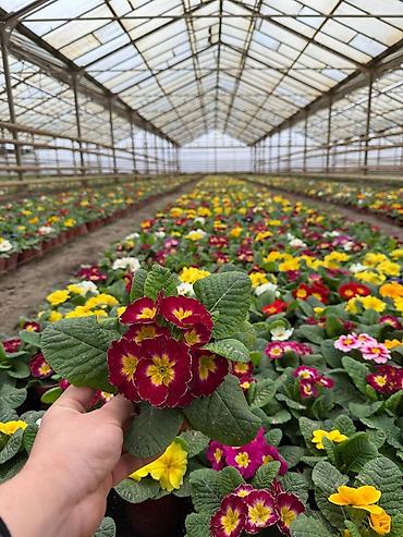 Садовые цветы и кустарники: Рассада цветка — 14