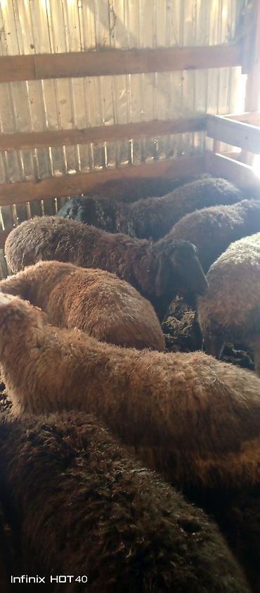 Баран, овца: Продаю | Баран (самец) | На забой — 1