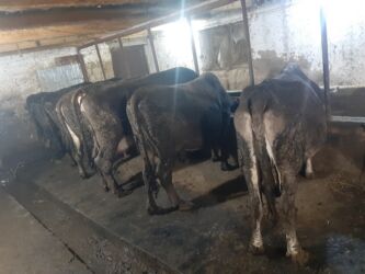 домик для кот: Сатам | Уй (ургаачы), Бука (эркек) | Бордоп семиртүү үчүн, Көбөйтүү үчүн | Бооз, Музоологондон кийин