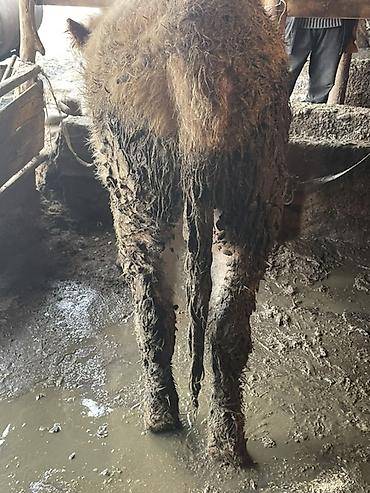 Коровы, быки: Продаю | Бык (самец) — 6