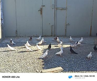 soya yemi: 24 eded heyvandi 5 manatdan satılır ünvan Bine qəsəbəsi zəhmət olmasa — 1