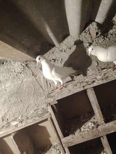 Göyərçinlər: Salam quş dar satlır tam saglam usdu usdə 7m — 3