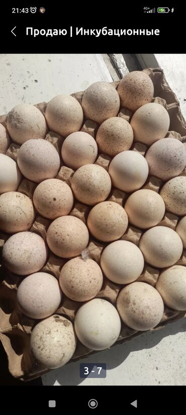 дикие птицы кыргызстана: Продаю инкубационные яйца кучинский порода, несутся от четырех