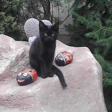 где взять котенка: 3 месяца, Мальчик, Приучена к лотку, Проглистована — 3