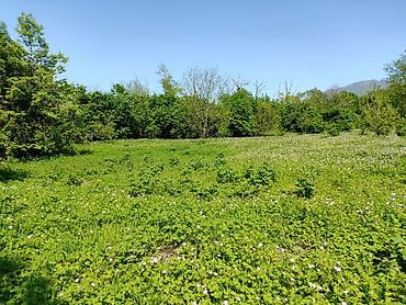 Torpaq sahələrinin satışı: 4 sot, Tikinti — 11