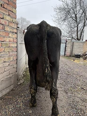 Коровы, быки: Продаю | Корова (самка) | Алатауская | Для молока — 3