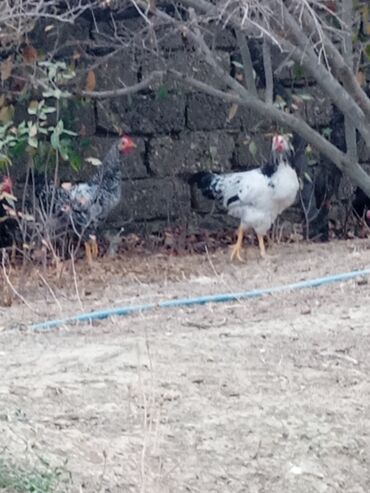 Toyuqlar: Toyuq, Ətlik -da lalafo.az — 2 Toyuqlar: Toyuq, Ətlik — 2