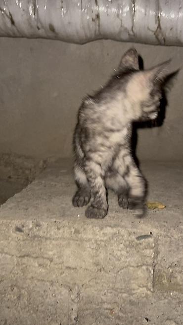 кошки сиамская: Отдам котят в добрые руки!! Есть три котенка рыжая и черно-серая — 9