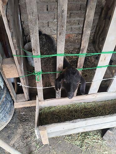 Баран, овца: Продаю | Овца (самка) | На забой — 2