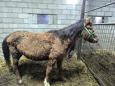 Лошади, кони: Продаю | Кобыла (самка) | Для разведения — 10