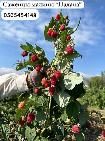 кочмо душ бишкек: Саженцы малины Полана – на осень под заказ 🌱 Принимаем заказы на — 2