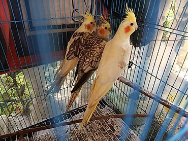 korella tutuqusu haqqında: Nimfa (Cockatiel) tutuquşuları – 3 ədəd Xüsusiyyətlər: - Növlər — 2