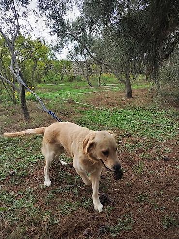 cücə və xoruz: Golden Retriever itin yiyəsi axtarılır. Boş bekar adamlar narahat — 2