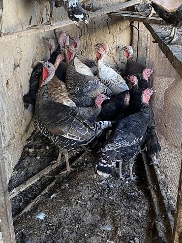 Продаю | Индюшка (самка), Индюшата | На забой