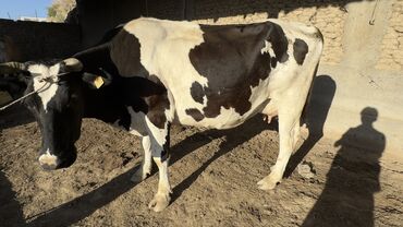 голштина: Продаю | Корова (самка) | Голштин | Для молока | Искусственник