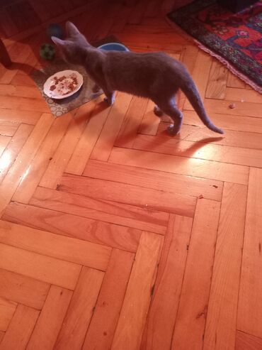 Pişiklər: Şotland, Erkək, Yaxşı əllərə — 5