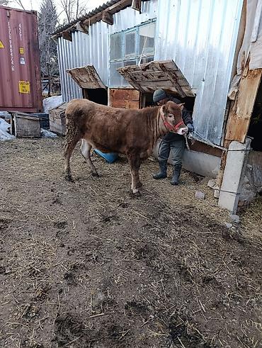 Коровы, быки: Продаю | Бык (самец) | Ангус | На откорм | Привязанные — 11