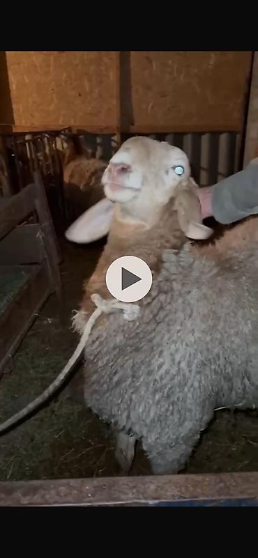 Баран, овца: Продаю | Баран (самец) | Арашан — 6