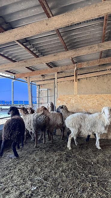 Баран, овца: Продаю | Овца (самка) | Для разведения | Матка — 10