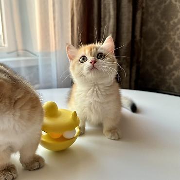 котята 1 месяц: Британская короткошёрстная, 3 месяца, Девочка, Золотая шиншилла, Приучена к лотку — 2