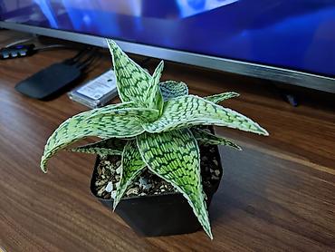 101 gül buketi: Ağ hibrid aloe. Tam sağlam, problemsiz. Baxımı çox sadə. Torpaq — 2