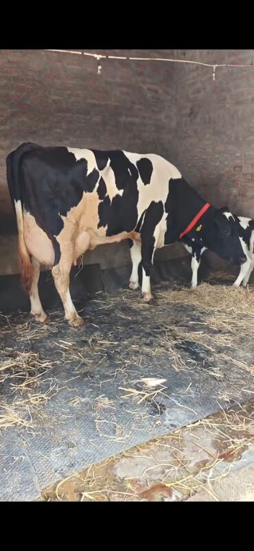 Inəklər, öküzlər: Holşteyn cinsli inək buzovla birlikdə - Qara-ağ rəngli, iri bədən — 2