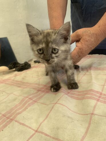 дом для котов: Кошка даром: Британская короткошёрстная, 3 месяца, Девочка, Приучена к лотку