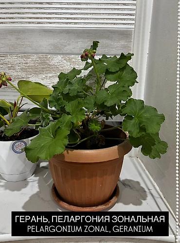 plants: Комнатные растения в горшках: 1) Хамедорея (Chamaedorea) - Тонкий — 7