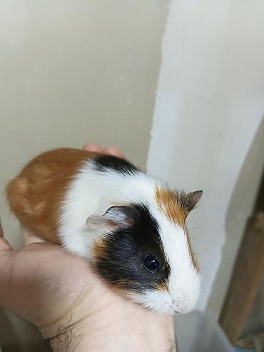 alman ovcarkası satılır: ] 🐹 Ən sakit və ən sübür Ginepiqlər artıq hazırdır! [  ] Evdə səs-küy — 3