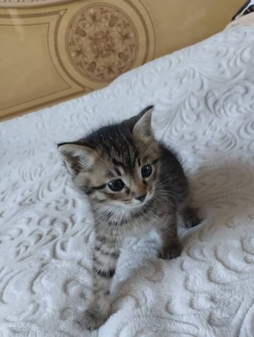 питомник кошек: Отдам даром Котята домашние, короткошёрстные. Описание: Все едят -