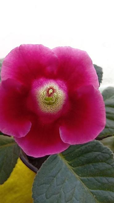 крап: Глоксиния комнатная (Sinningia speciosa), сорт с крупным бархатистым — 1