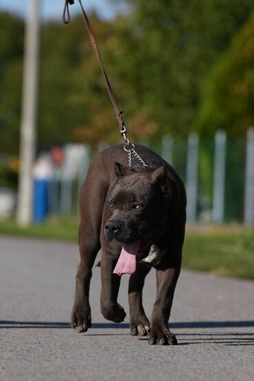 Psi: Plavi XL americki bully na prodaju Rodjen 08.03.2023., kupiranih — 3