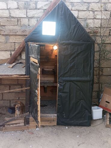 Göyərçinlər: Salam goyercin yuvası satılır tecili kim isitese elaqe saxlasin Bos — 6