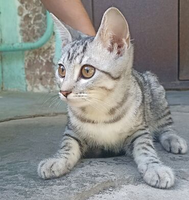 шотландский вислоухий длинношерстный кот цена: Котенок мальчик смесь с породой Шотландская Возраст 3,5 месяца