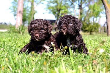 Psi: Lagotto Romagnolo štenci dostupni u odgajivačnici Ideal Dale Otkrijte — 5