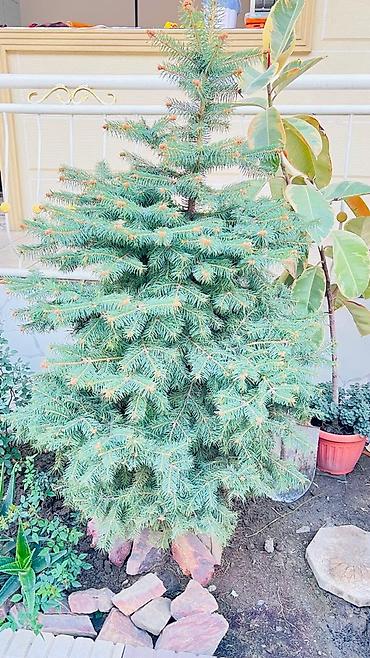 туя бишкек цена: 🌲 Продам Шикарную Голубую Ель - 1.6 м Готовое украшение для вашего — 2
