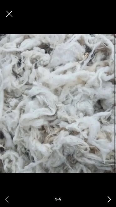 Корма для с/х животных: Qoyun yunu satılır.Çəkisi 700 kq.Real alıcıya endirim var