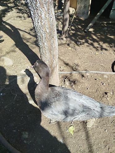 heyvan yeml: Məhsul: Ördək və toyuq quşçuluğu üçün damazlıq quşlar Təsvir: - — 6