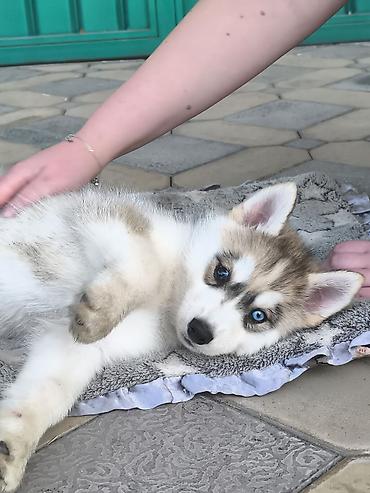 Хаски, 1 месяц, Самка