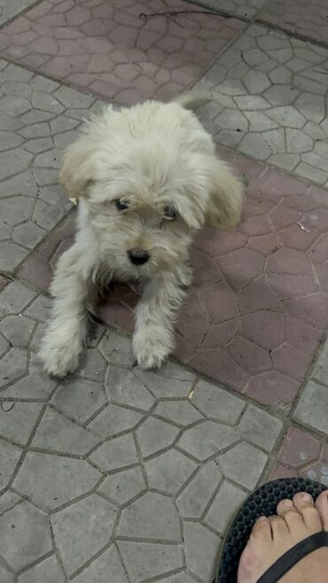 Продажа собак: 3 месяца, Самец — 11