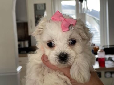 Beautiful Maltese Puppies for free adoption Cute and adorable male