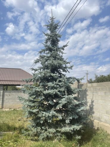 живые елки: Семена и саженцы Самовывоз