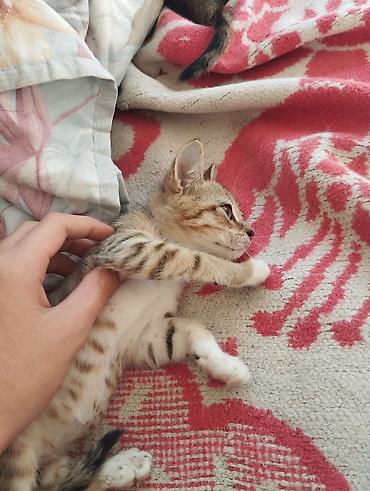 Yaxşı əllərə, Ödənişli çatdırılma lalafo.az -da Yaxşı əllərə, Ödənişli çatdırılma