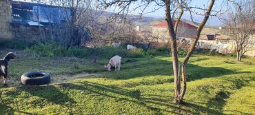 Keçi, çəpiş: Dişi, il: 2, Südlük -da lalafo.az — 3 Keçi, çəpiş: Dişi, il: 2, Südlük — 3